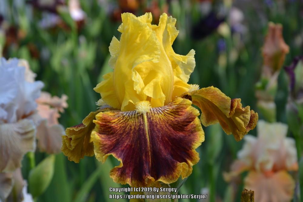 Photo of Tall Bearded Iris (Iris 'French Riviera') uploaded by Serjio