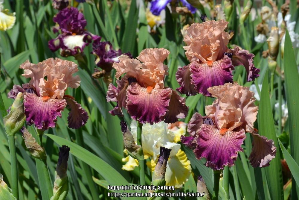 Photo of Tall Bearded Iris (Iris 'Full of Magic') uploaded by Serjio