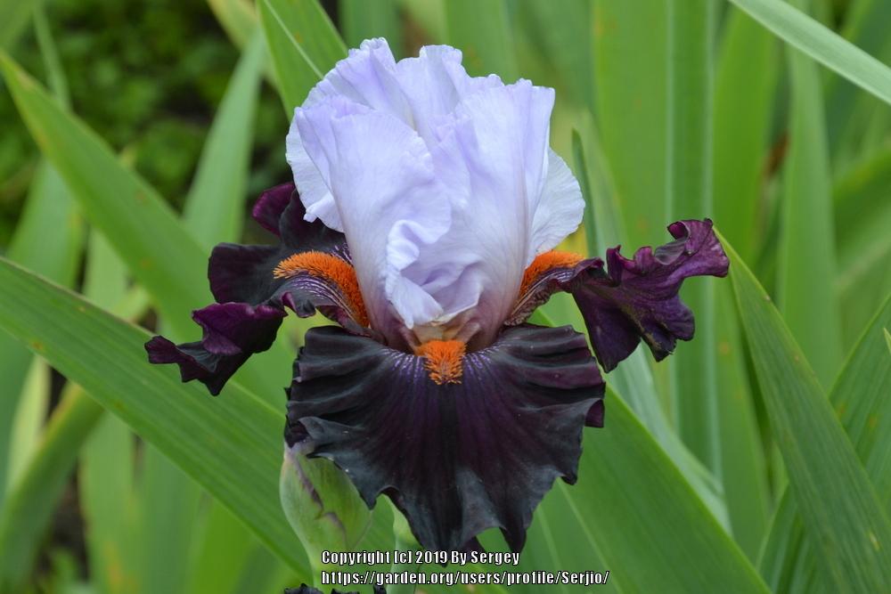 Photo of Tall Bearded Iris (Iris 'Full Figured') uploaded by Serjio