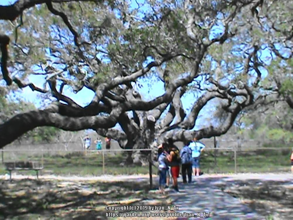 Photo of Live Oak (Quercus virginiana) uploaded by Ivan_N_Tx