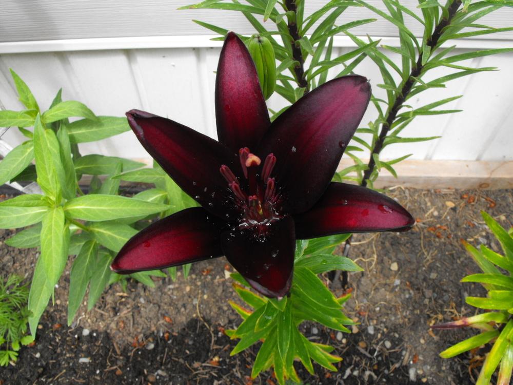 Photo of Lily (Lilium 'Landini') uploaded by Lily_Lover