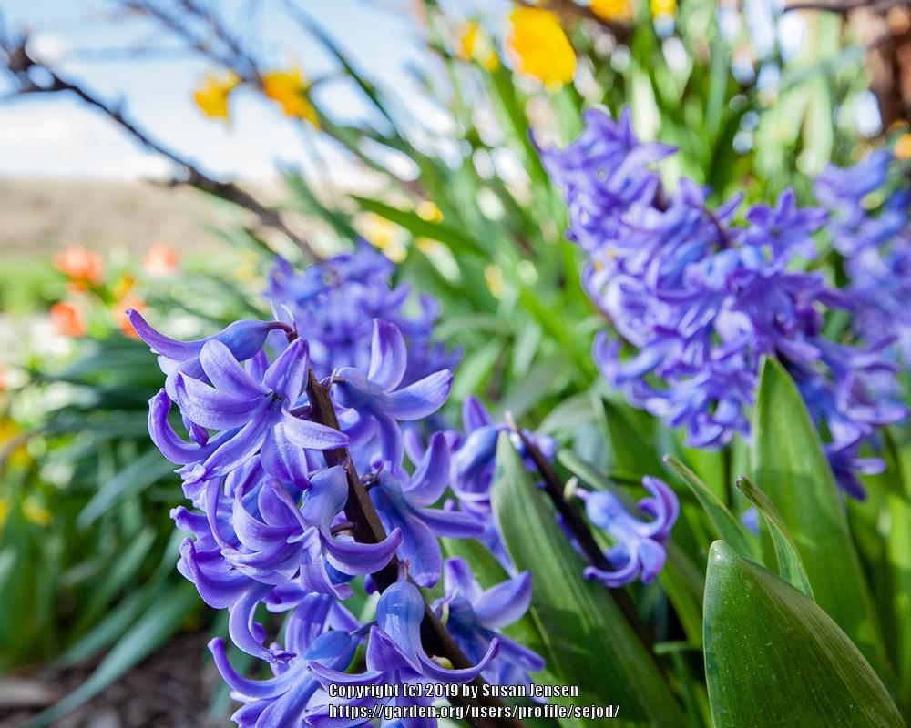 Photo of Hyacinths (Hyacinthus) uploaded by sejod