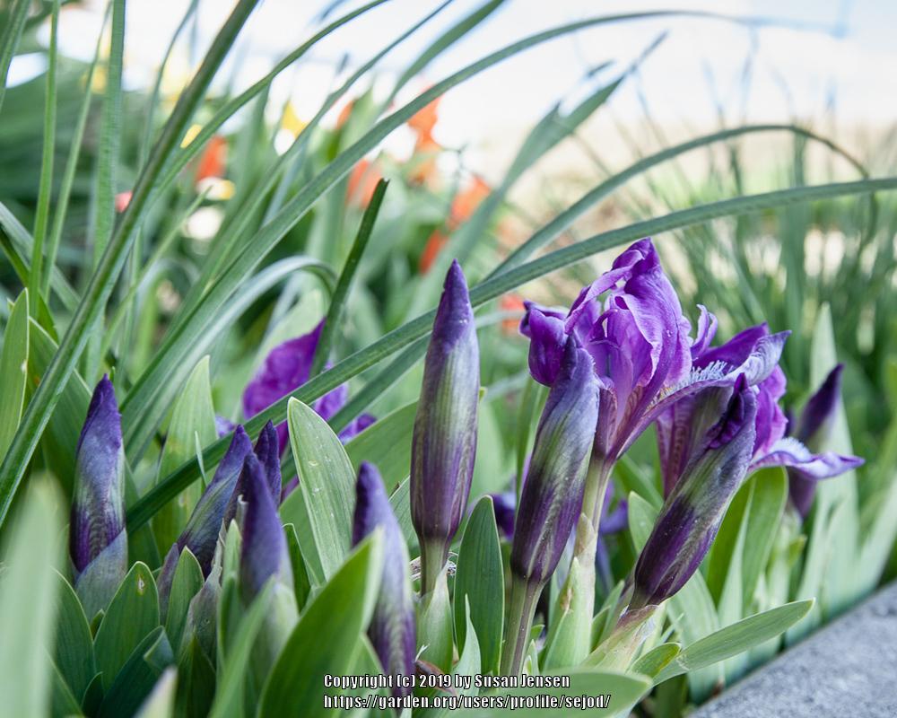 Photo of Irises (Iris) uploaded by sejod