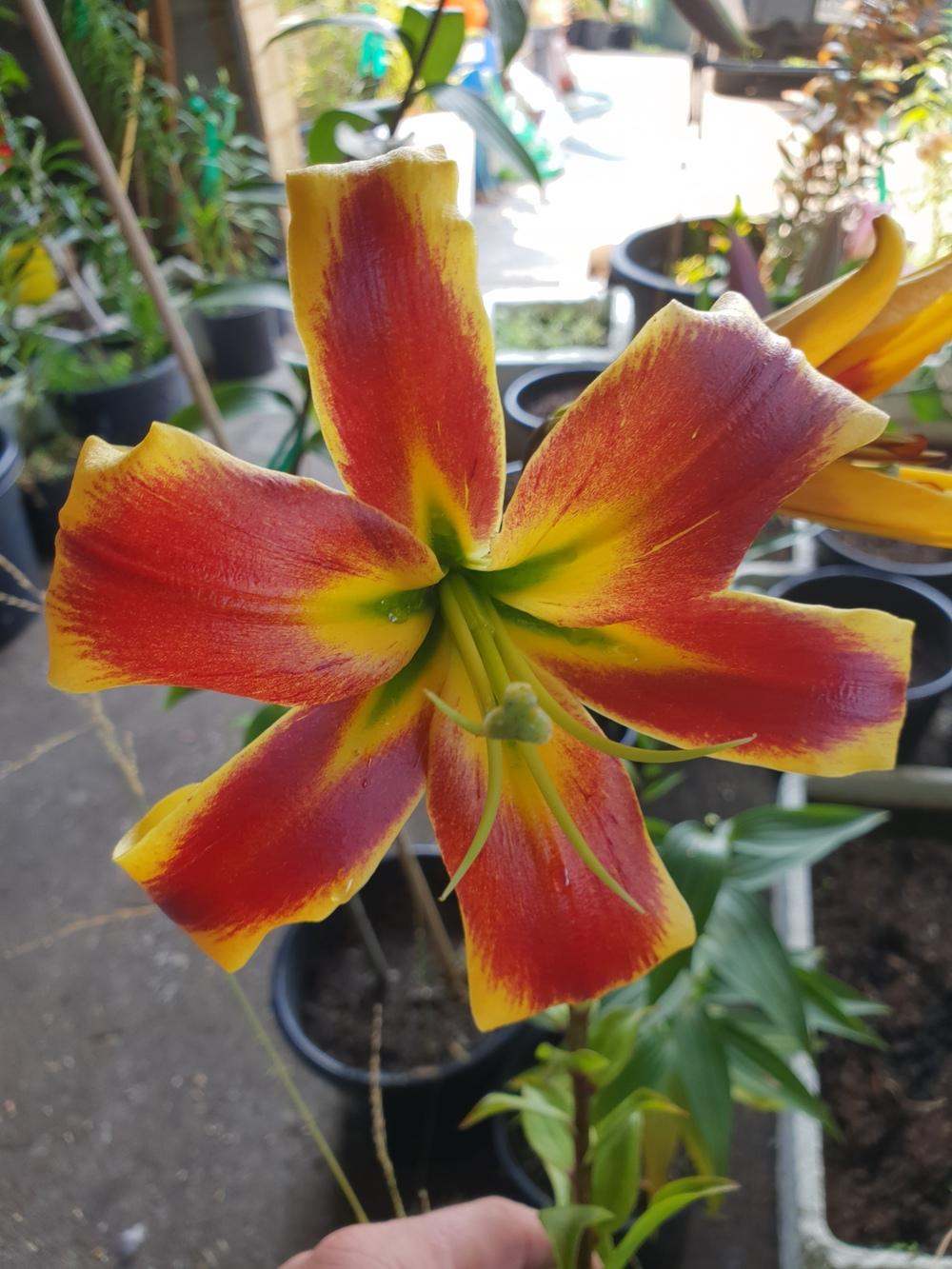 Photo of Lily (Lilium 'Miss Libby') uploaded by gwhizz