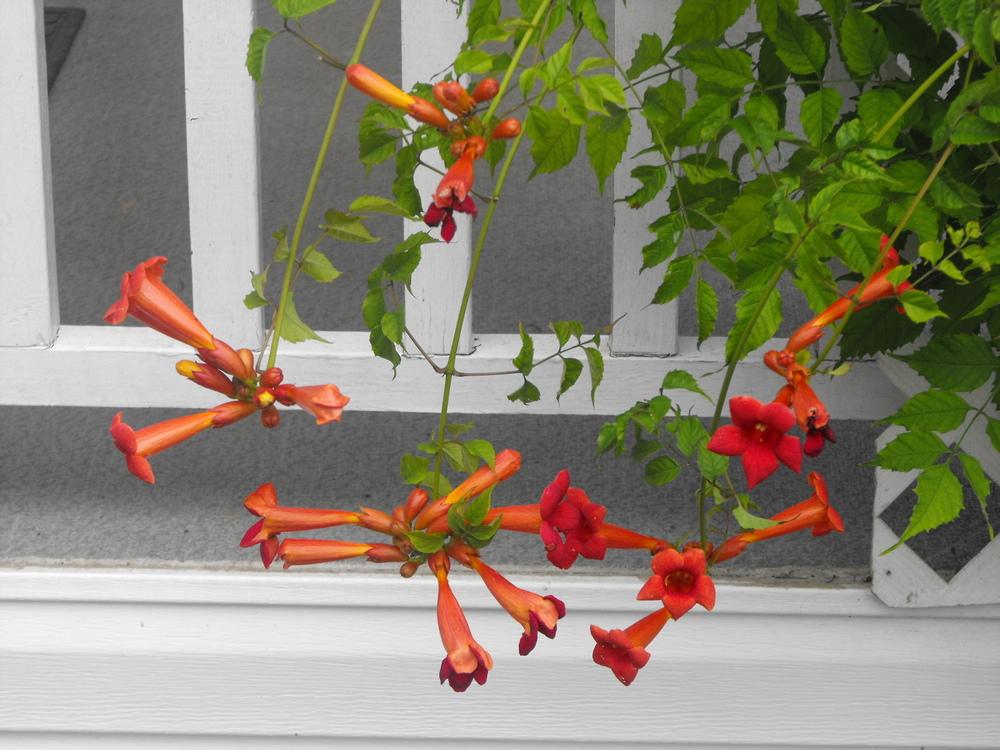 Photo of Trumpet Vine (Campsis radicans) uploaded by Lily_Lover