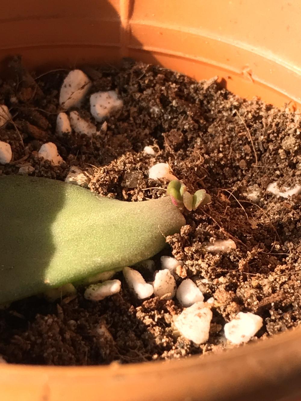 Photo of Jade Plant (Crassula ovata) uploaded by queen1694