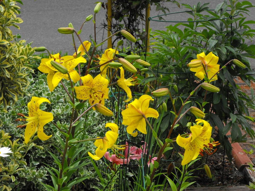 Photo of Lily (Lilium Citronella) uploaded by Lily_Lover