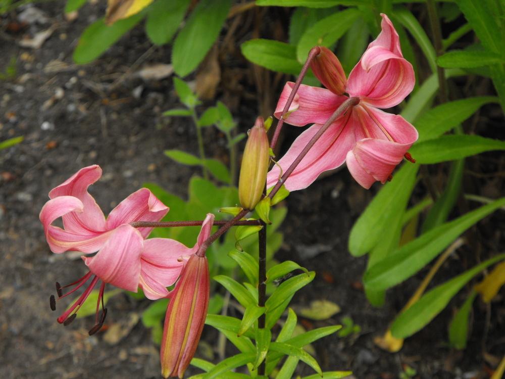 Photo of Lilies (Lilium) uploaded by Lily_Lover