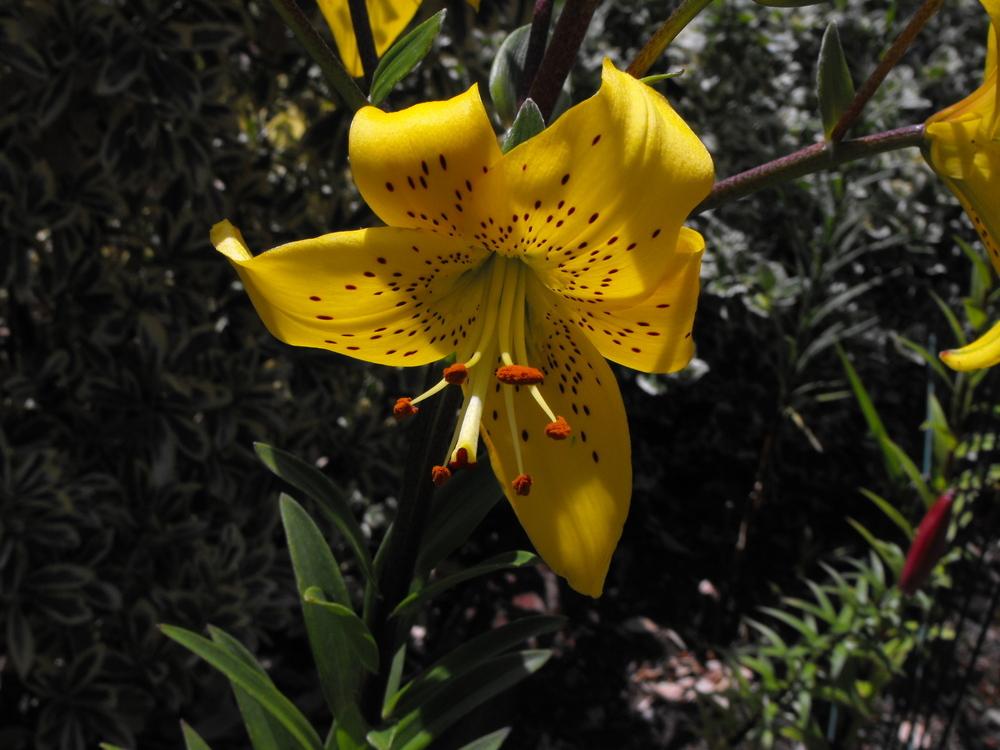 Photo of Lily (Lilium Citronella) uploaded by Lily_Lover