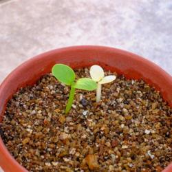 Location: Baja California
Date: 2010-05-03
Nearly half of self-pollinated seedlings were albino and died sho