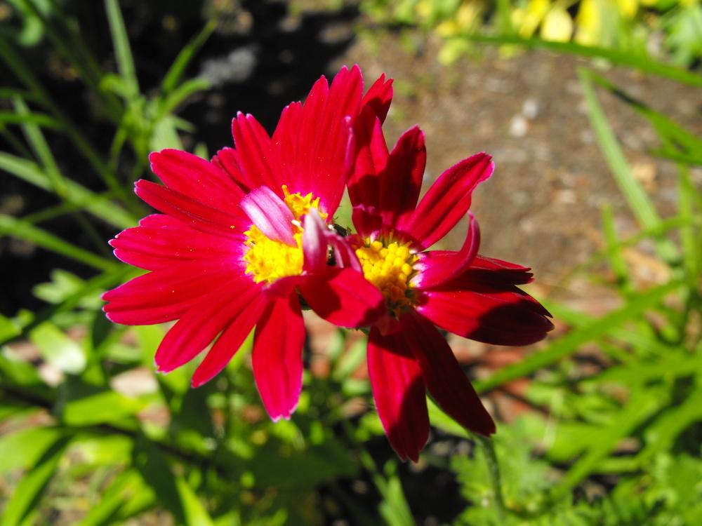 Photo of Painted Daisy (Tanacetum coccineum 'Robinson's Mix') uploaded by Lily_Lover