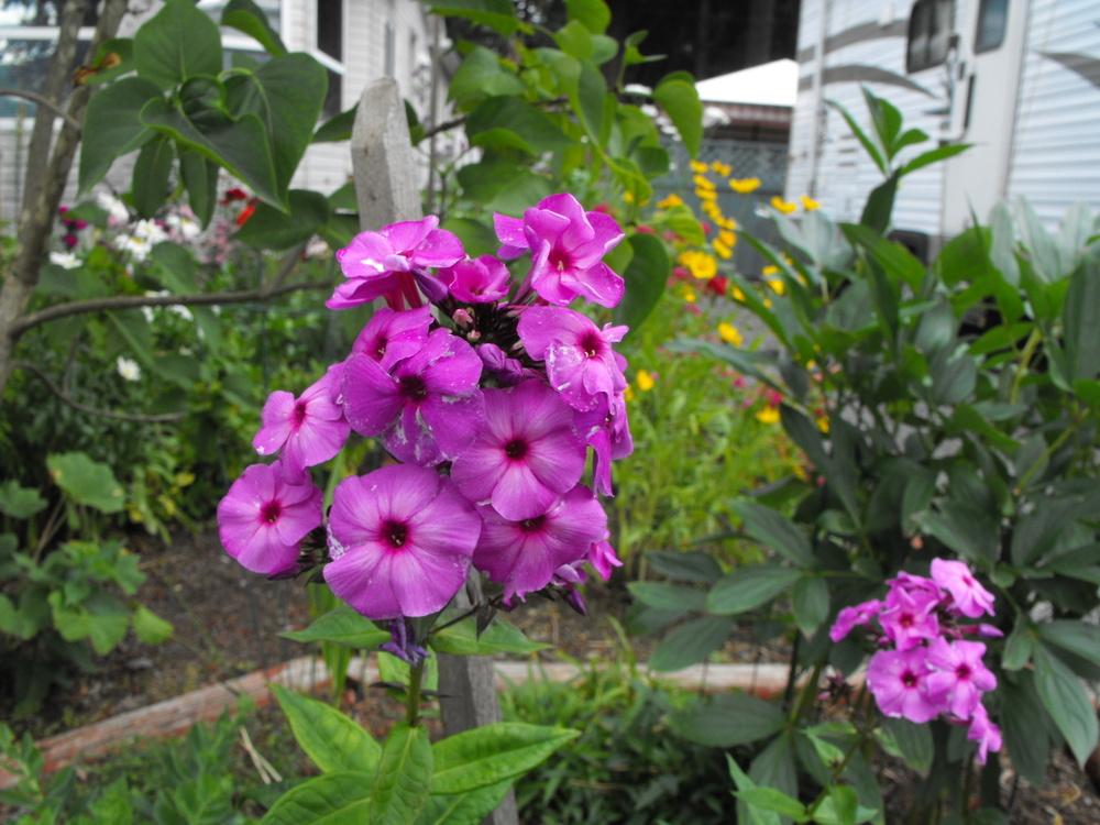 Photo of Tall Phlox (Phlox paniculata) uploaded by Lily_Lover
