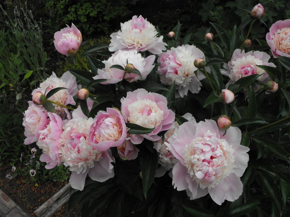 Photo of Peonies (Paeonia) uploaded by Lily_Lover