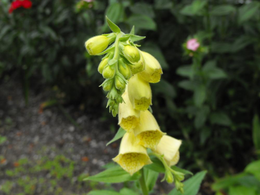 Photo of Yellow Foxglove (Digitalis grandiflora) uploaded by Lily_Lover