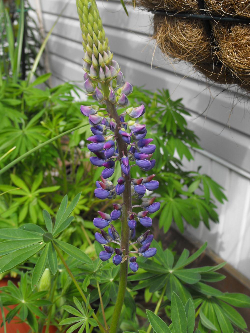 Photo of Big-Leaf Lupin (Lupinus polyphyllus) uploaded by Lily_Lover