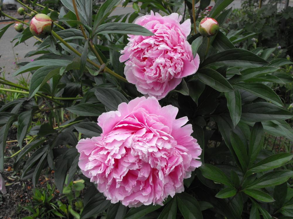 Photo of Peonies (Paeonia) uploaded by Lily_Lover