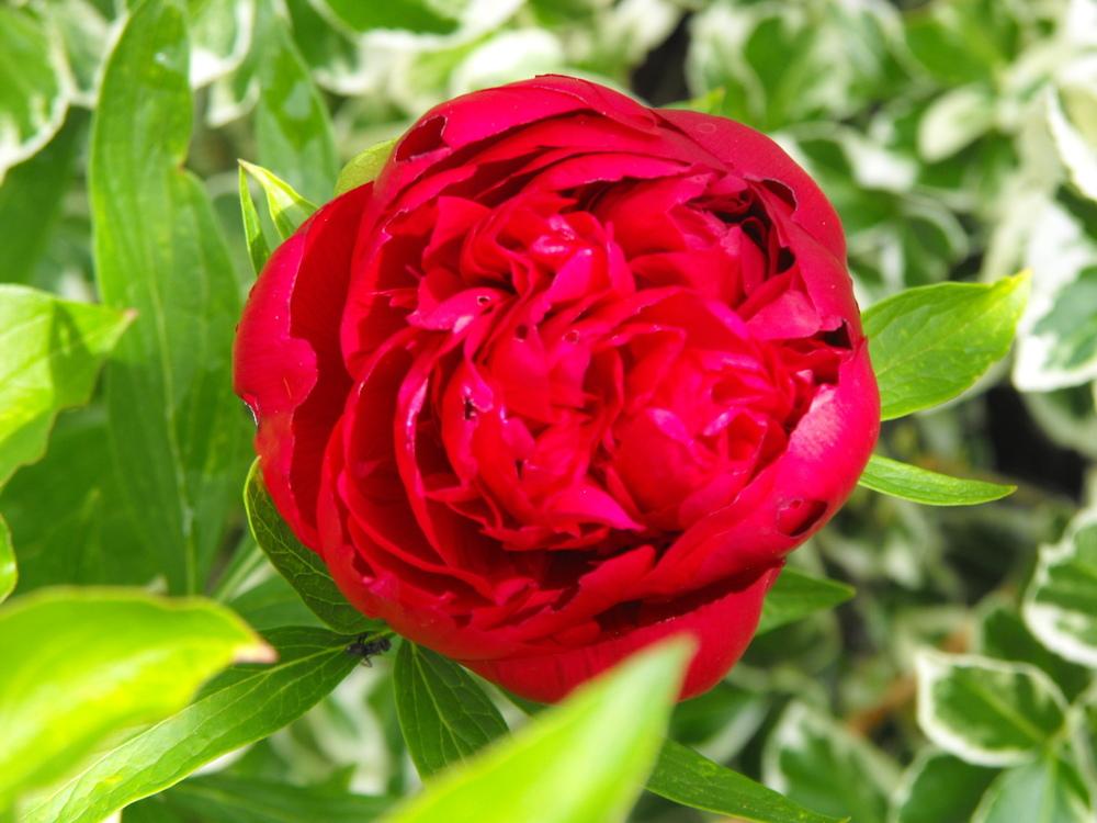 Photo of Peony (Paeonia 'Red Charm') uploaded by Lily_Lover