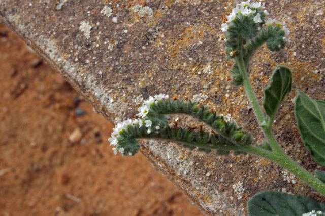 Photo of European Turn-Sole (Heliotropium europaeum) uploaded by RuuddeBlock