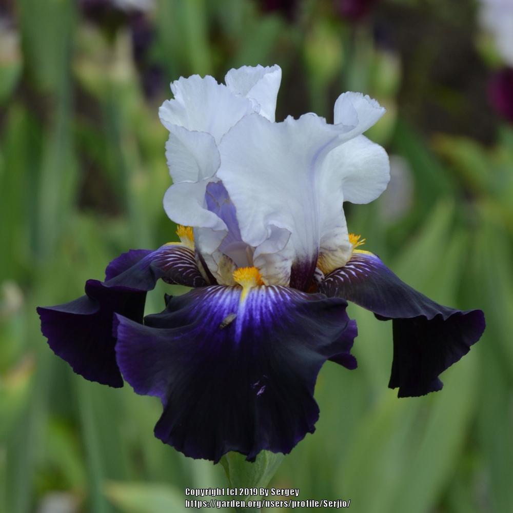 Photo of Tall Bearded Iris (Iris 'Grace upon Grace') uploaded by Serjio