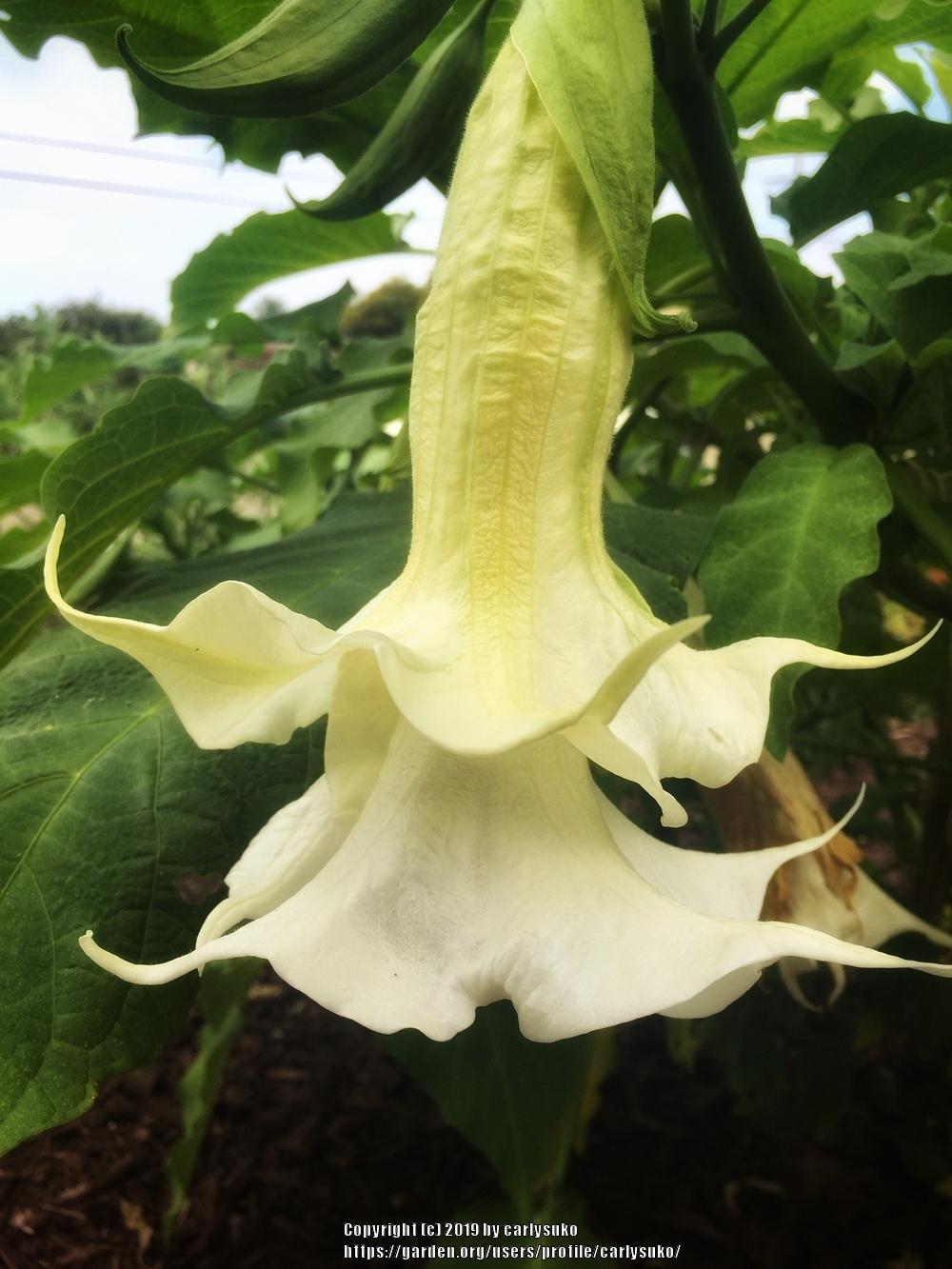Photo of Angel's Trumpets (Brugmansia) uploaded by carlysuko