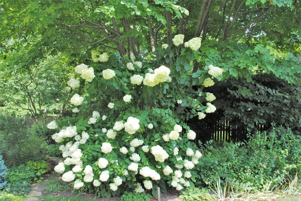 Photo of Panicle Hydrangea (Hydrangea paniculata Limelight™) uploaded by ILPARW