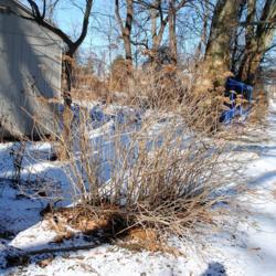 Location: Phoenixville, Pennsylvania
Date: 2019-01-31
shrub in winter