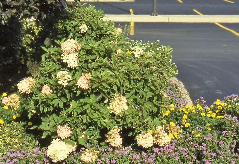 Photo of Panicle Hydrangea (Hydrangea paniculata 'Grandiflora') uploaded by ILPARW