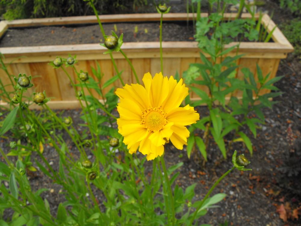 Photo of Bigflower Coreopsis (Coreopsis 'Early Sunrise') uploaded by Lily_Lover