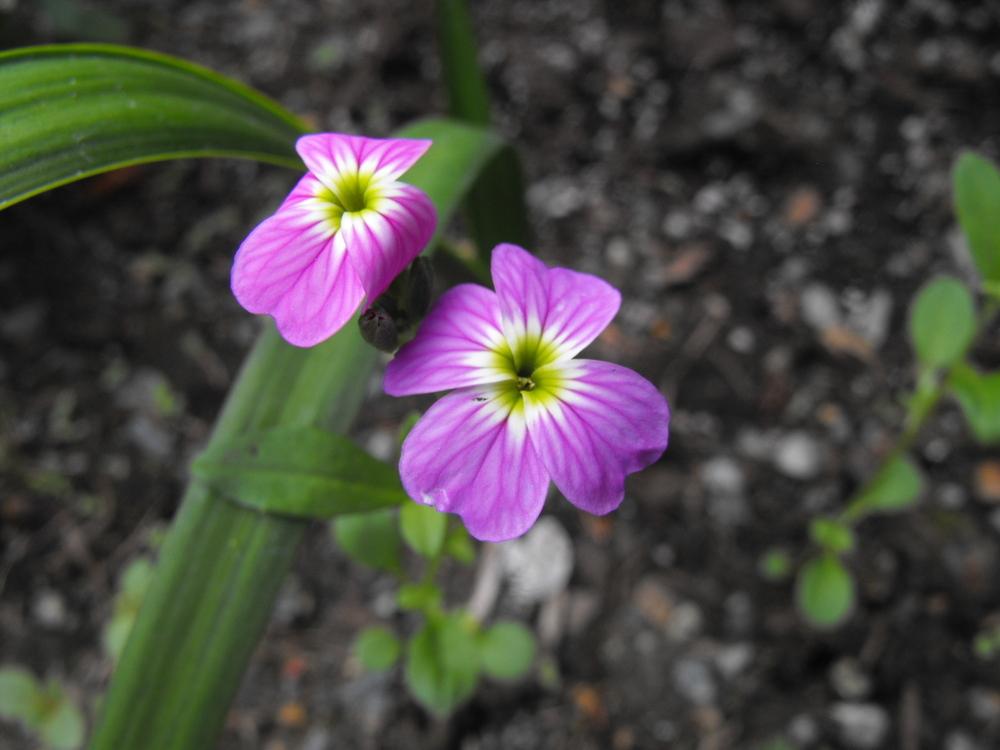 Photo of Pink Carpet Oxalis (Oxalis adenophylla) uploaded by Lily_Lover