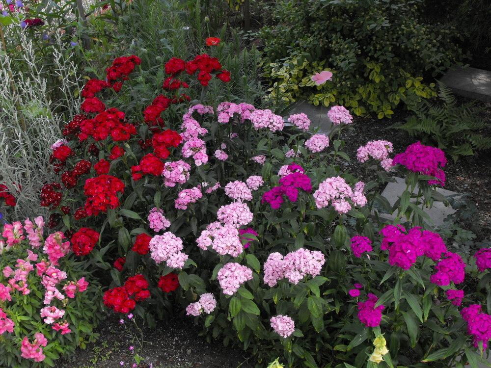 Photo of Sweet William (Dianthus barbatus) uploaded by Lily_Lover