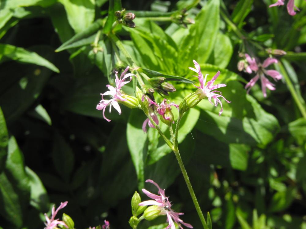 Photo of Ragged Robin (Silene flos-cuculi) uploaded by Lily_Lover
