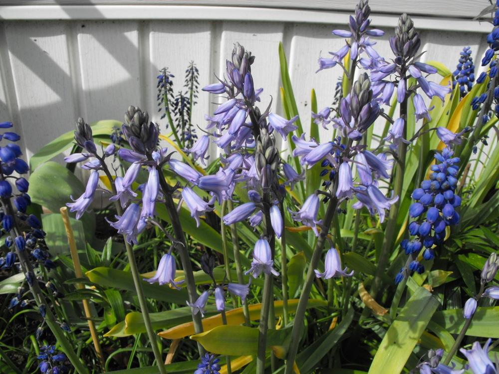 Photo of Spanish Bluebell (Hyacinthoides hispanica) uploaded by Lily_Lover