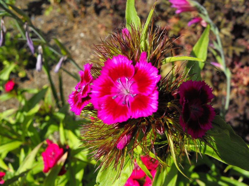 Photo of Sweet William (Dianthus barbatus) uploaded by Lily_Lover