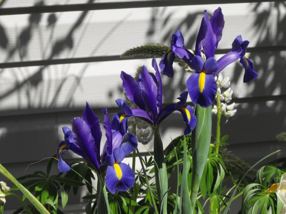 Photo of Dutch Iris (Iris x hollandica) uploaded by Lily_Lover