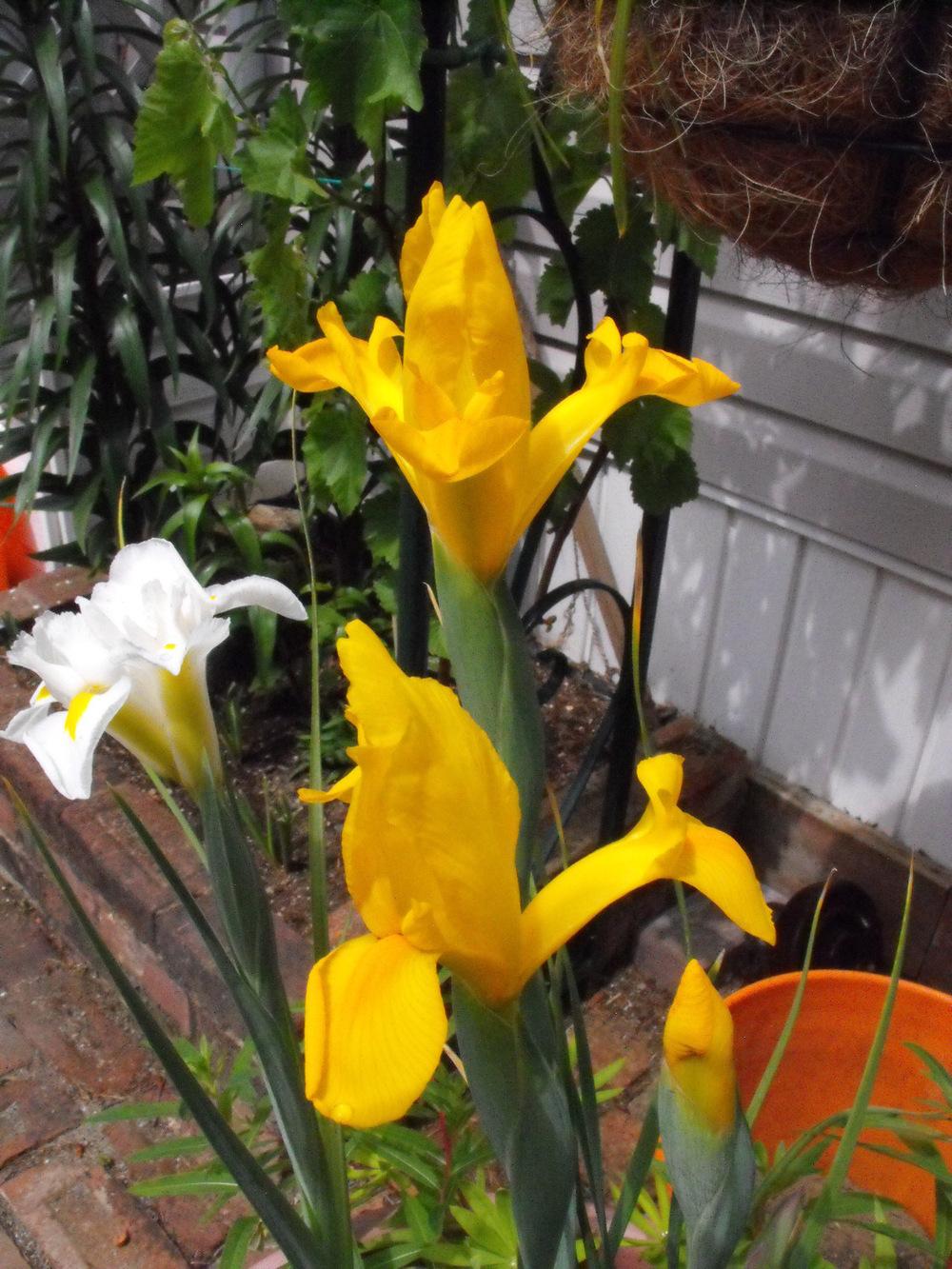 Photo of Dutch Iris (Iris x hollandica) uploaded by Lily_Lover