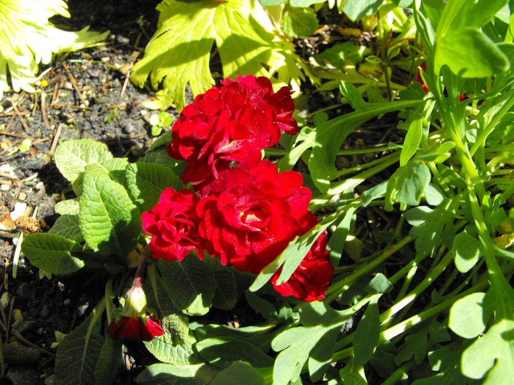 Photo of Primrose (Primula vulgaris Belarina® Valentine) uploaded by Lily_Lover