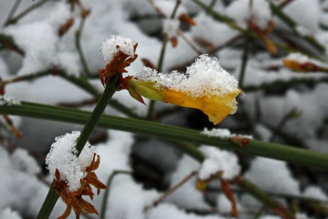 Photo of Winter Jasmine (Jasminum nudiflorum) uploaded by RuuddeBlock