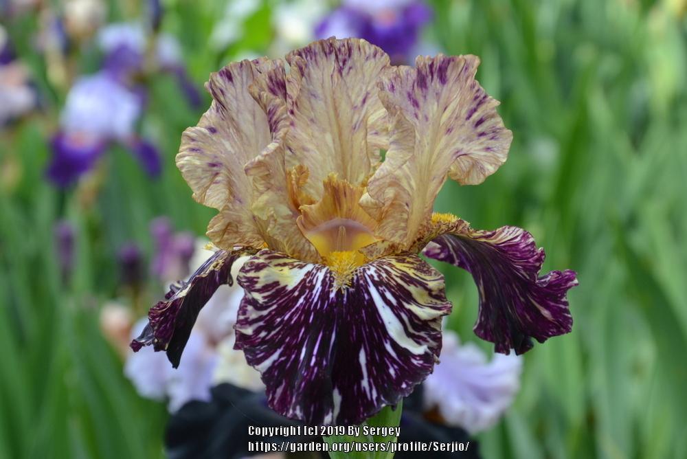 Photo of Tall Bearded Iris (Iris 'Grape Snakez') uploaded by Serjio