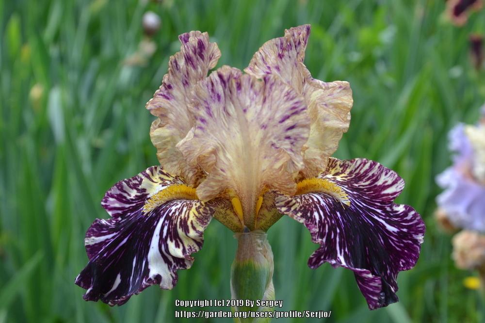 Photo of Tall Bearded Iris (Iris 'Grape Snakez') uploaded by Serjio