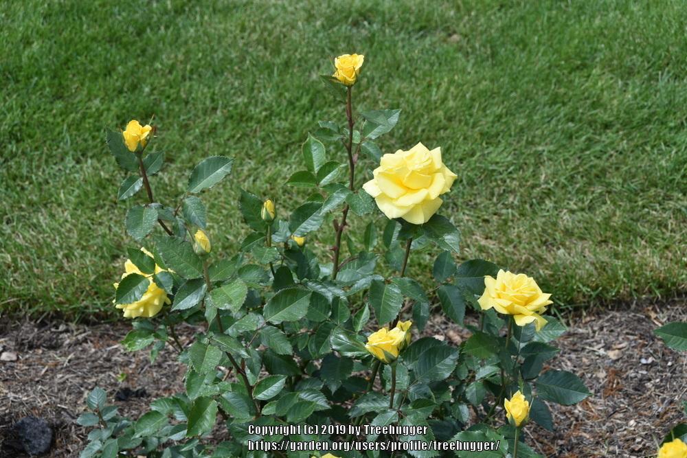 Photo of Rose (Rosa 'Sunsprite') uploaded by treehugger