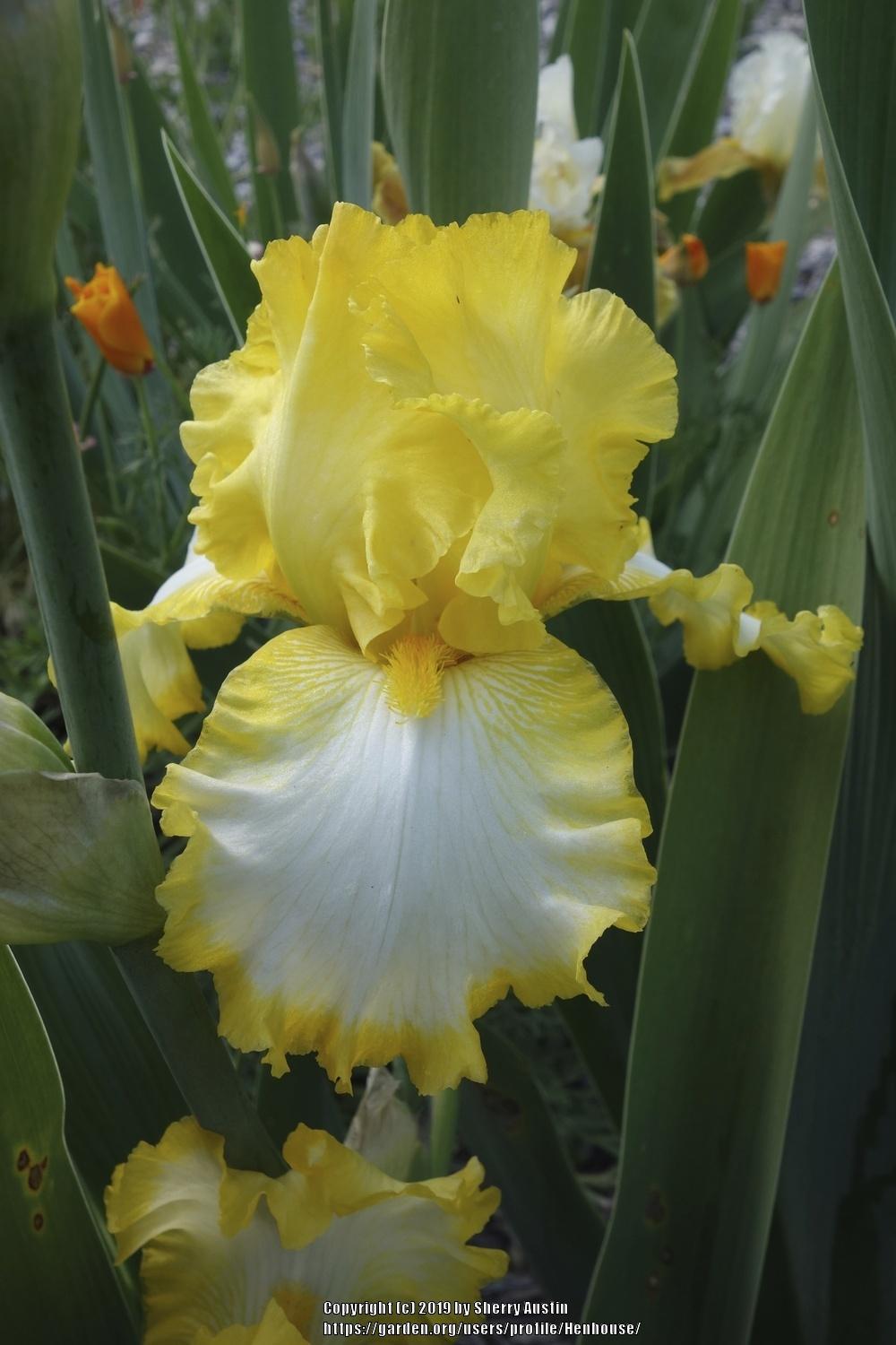 Photo of Tall Bearded Iris (Iris 'First Interstate') uploaded by Henhouse
