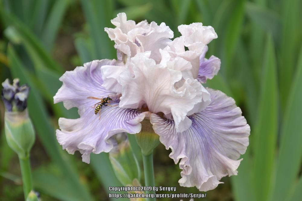 Photo of Tall Bearded Iris (Iris 'Haunted Heart') uploaded by Serjio