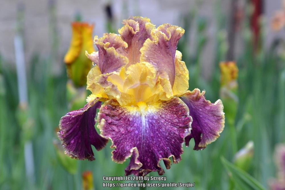 Photo of Tall Bearded Iris (Iris 'High Master') uploaded by Serjio