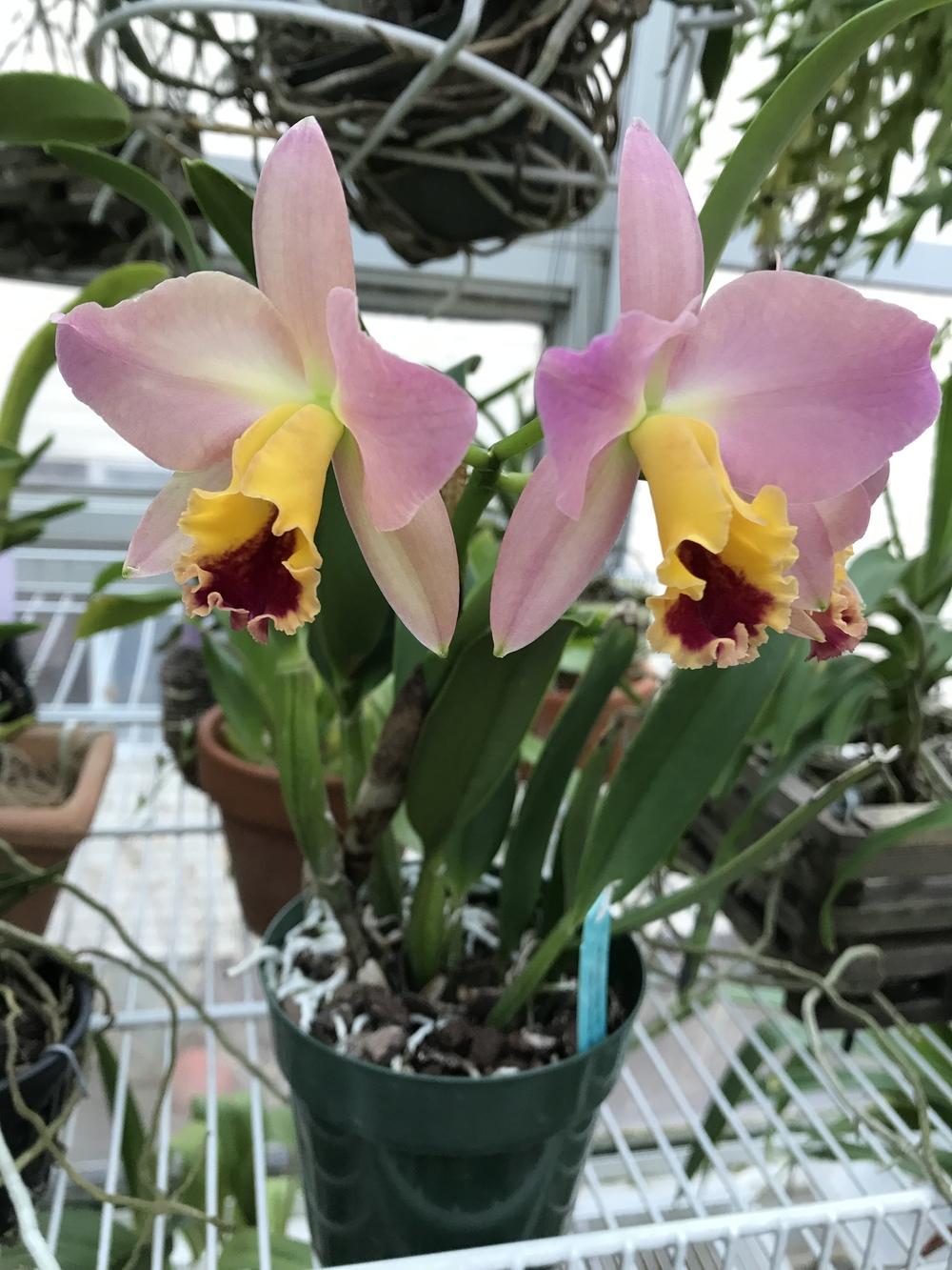 Photo of Orchid (Cattleya) uploaded by Ursula