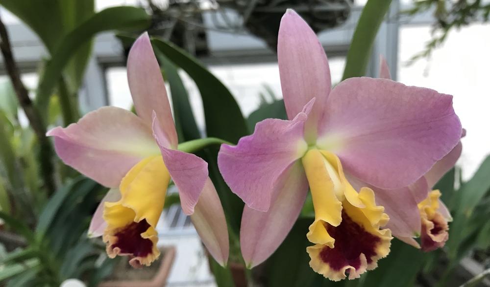 Photo of Orchid (Cattleya) uploaded by Ursula