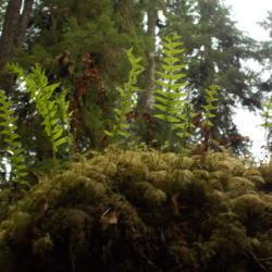 Location: Quinault Rain Forest, Washington
Date: 2013-08-23