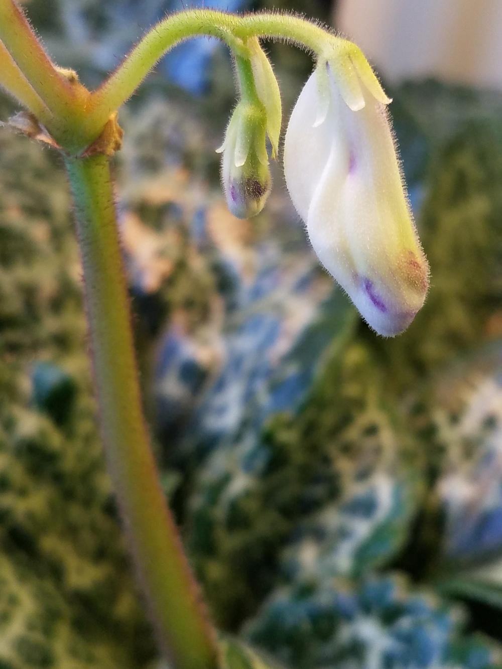 Photo of Chirita (Primulina dryas 'Hisako') uploaded by Gerris2