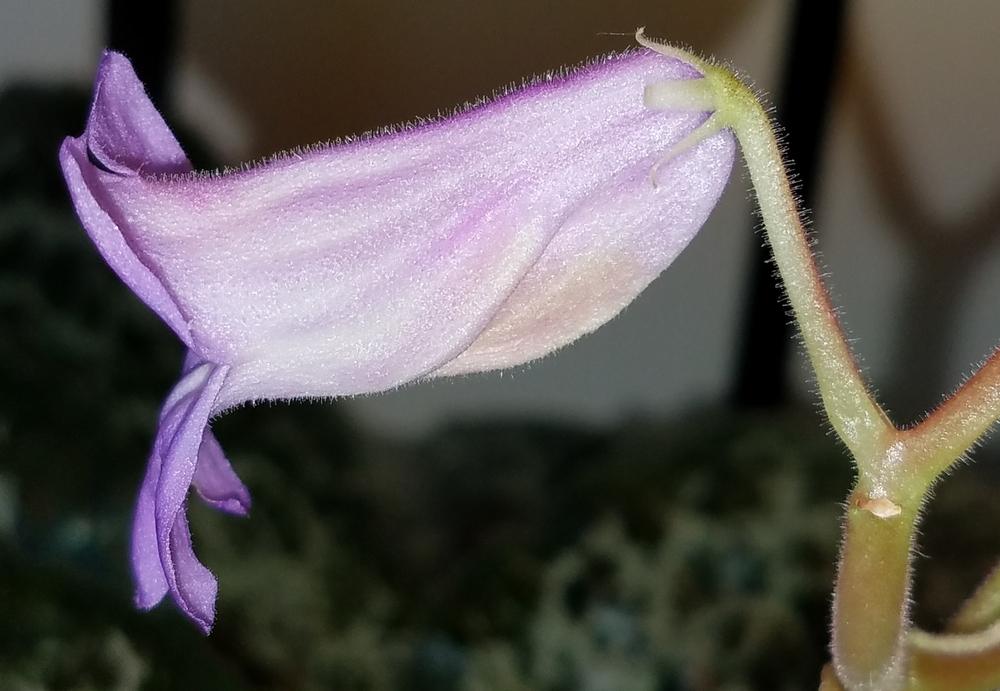 Photo of Chirita (Primulina dryas 'Hisako') uploaded by Gerris2