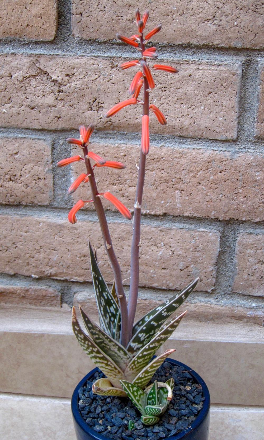 Photo of Partridge Breast Aloe (Gonialoe variegata) uploaded by Baja_Costero
