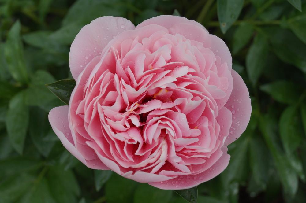 Photo of Garden Peony (Paeonia 'Etched Salmon') uploaded by NMay